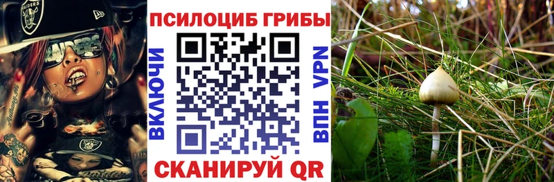 ОМГ ОМГ как войти  Муравленко  Галлюциногенные грибы Psilocybe 